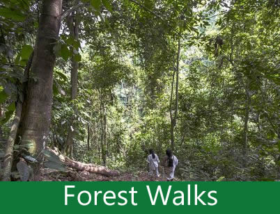 Forest Walk