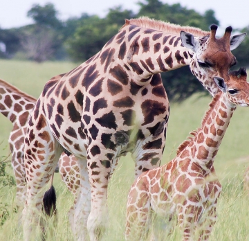 5 day Luxury Safari in Uganda
