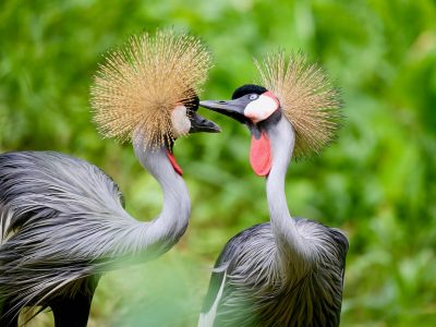 Uganda Safari Tours