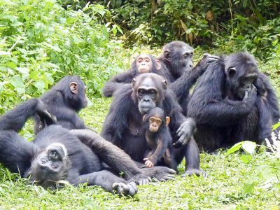 Chimpanzee Trekking in Uganda