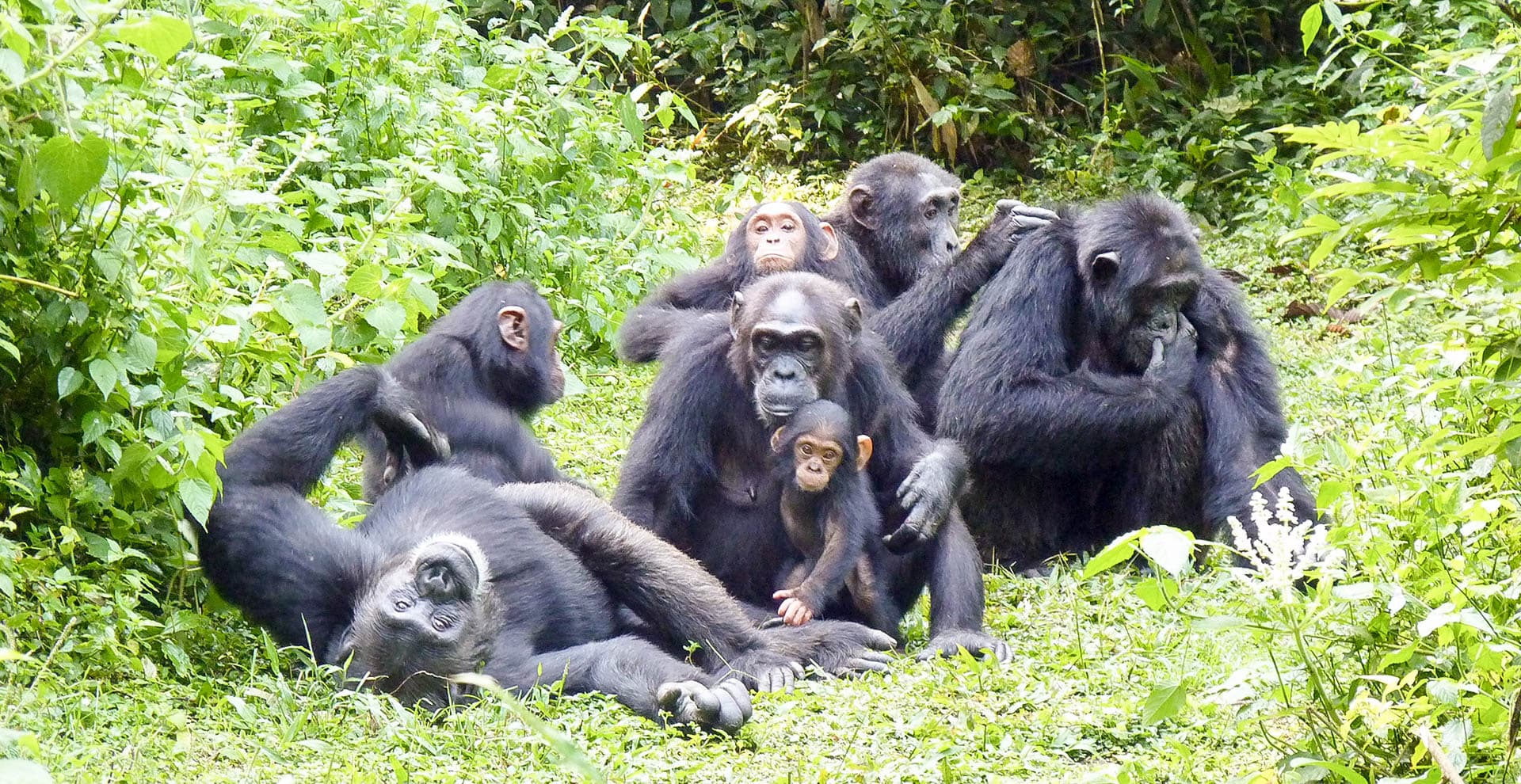 Chimpanzee Trekking in Uganda