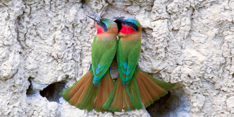 birds