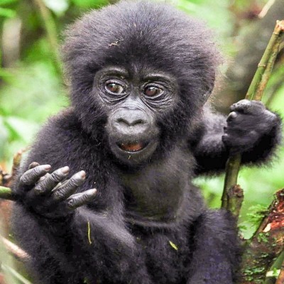 Gorilla Trekking tour