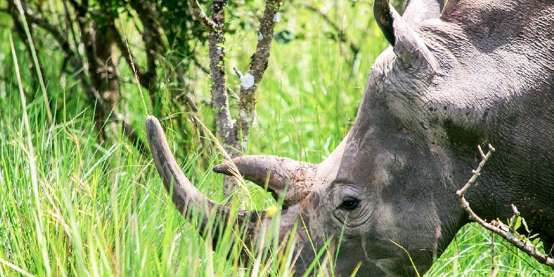 Rhinoceros Wildlife Tours Africa