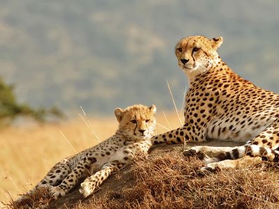 Cheetah
