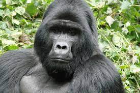 Gorilla