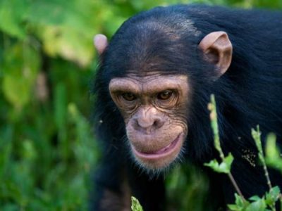Chimpanzee Trekking