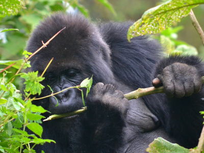 Gorilla Volcanoes National Park