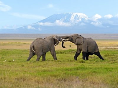 Elephant Playing in amboseli national park