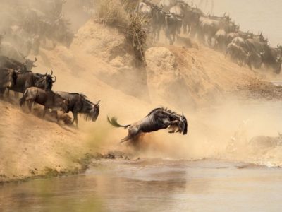 Masai Mara Safari Tours