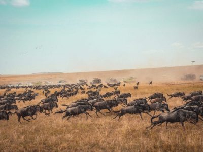 maasai mara