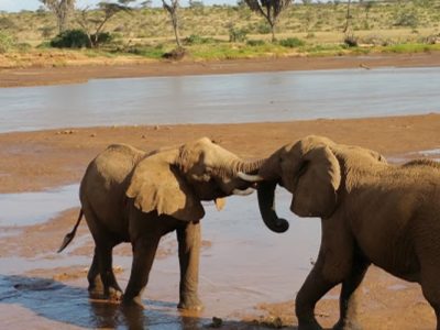 elephant