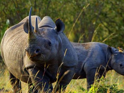 rhino