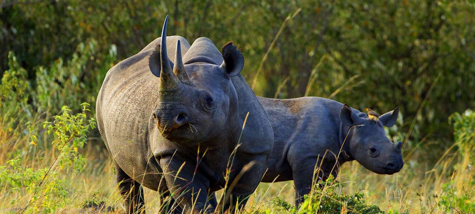 rhino