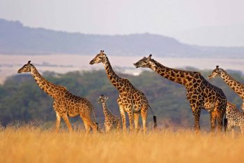 Best of Uganda tourist attractions