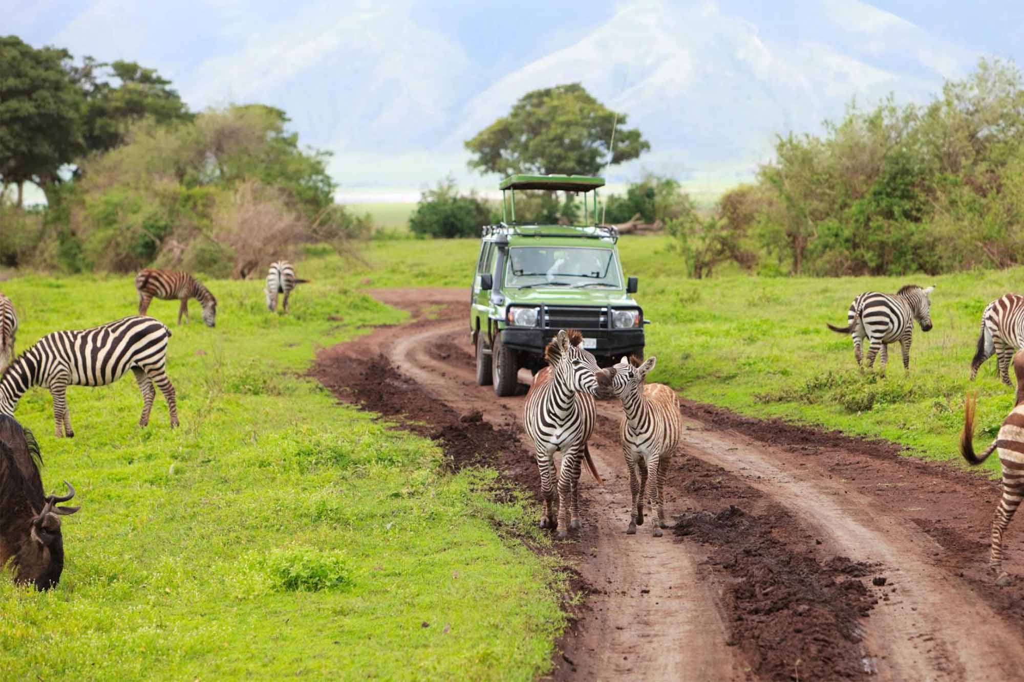 Mahanda Safari in East Africa - game drive