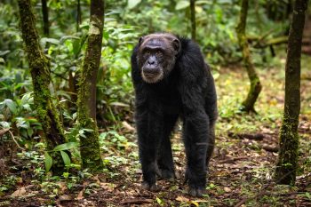 Uganda safaris, rwanda tours and holidays