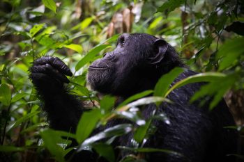 Uganda gorillas and lake bunyonyi safari