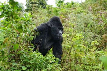 Rwanda Gorilla Safari in Volcanoes National Park