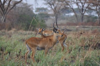 queen elizabeth national park