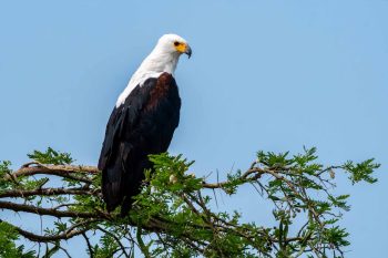 Bird watching in Queen Elizabeth National Park Uganda on Safari