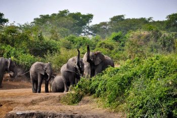 wildlife safari in queen Elizabeth national park - game drive