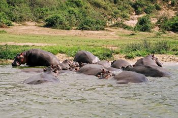 Kazinga channel boat safari
