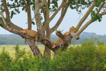 Tree-climbing lions in Queen Elizabeth National Park, Ishasha sector on safari