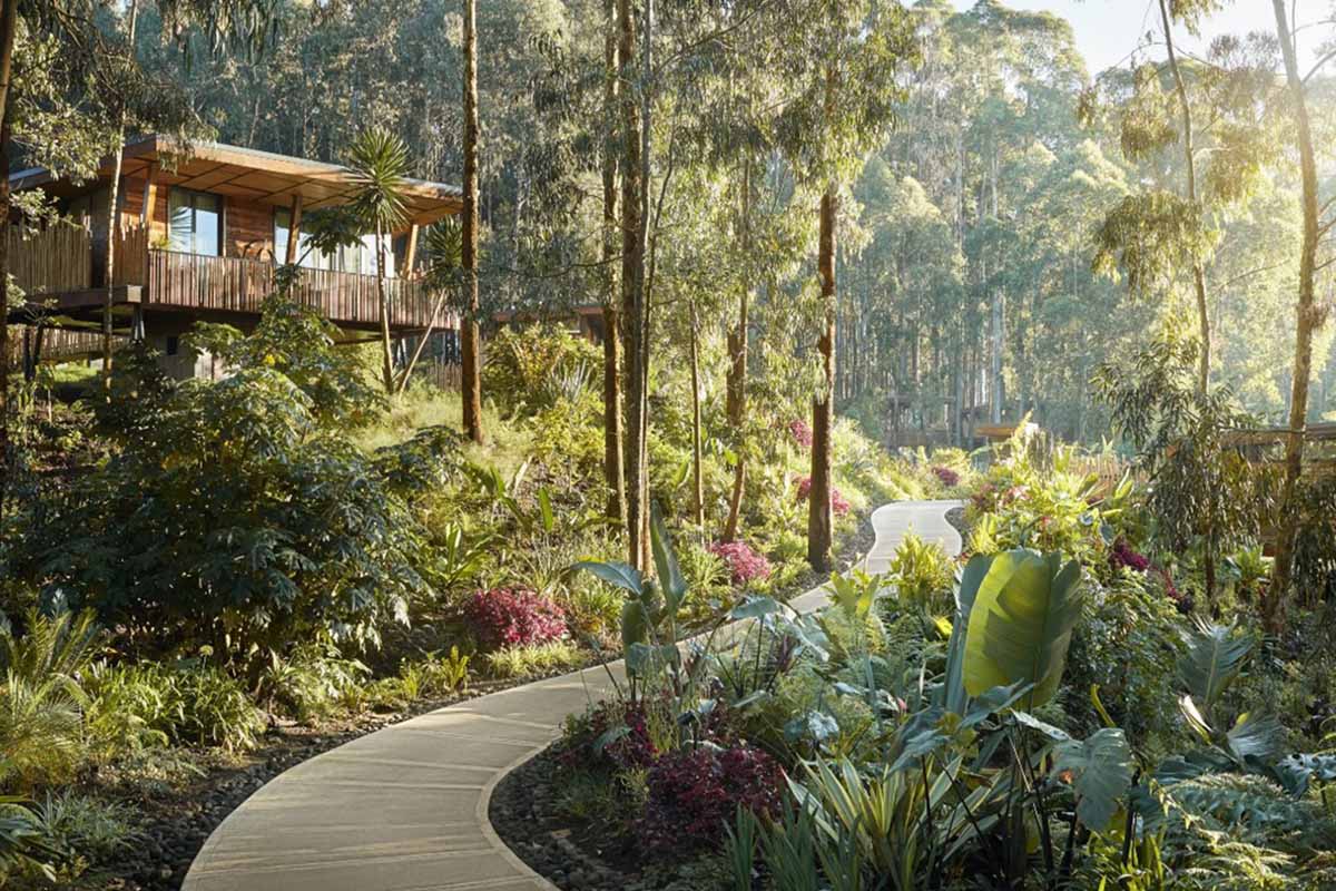 gorillas nest rwanda - luxury gorilla trekking