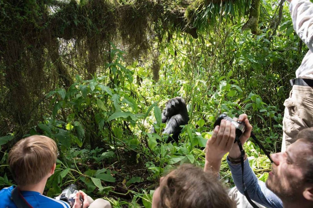 Gorilla Trekking Safaris in Uganda
