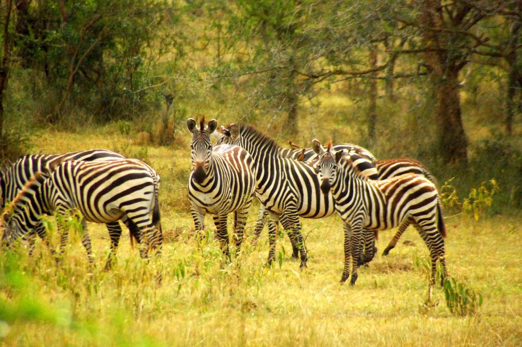 Lake Mburo National Park