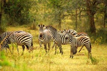 Lake Mburo National Park wildlife safari