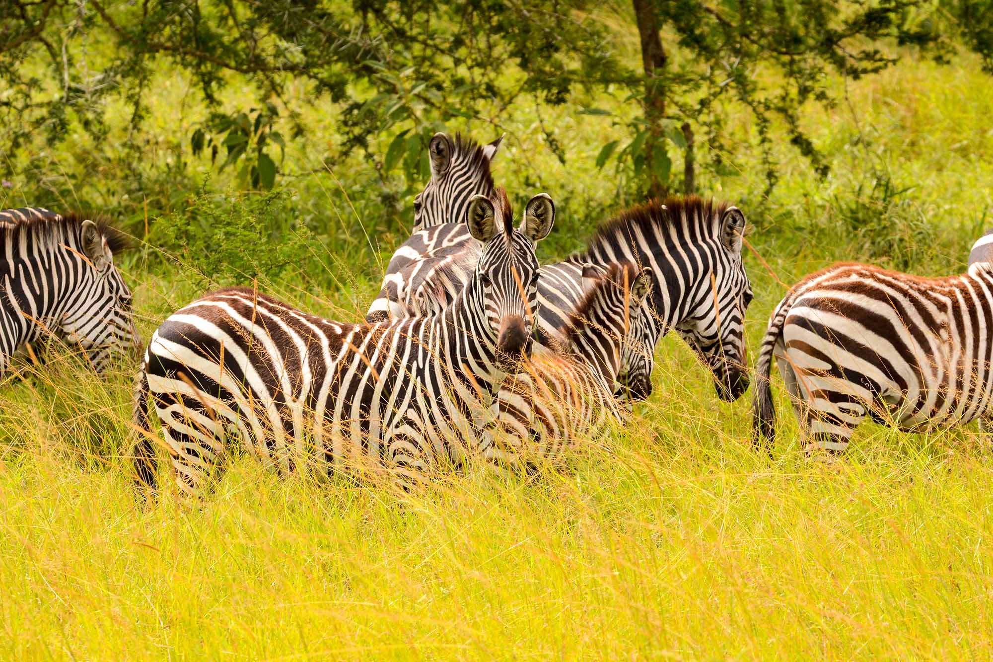 lake mburo nationa park game drive safari in uganda