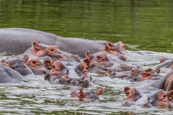 Hippos in lake mburo - boat safari trip
