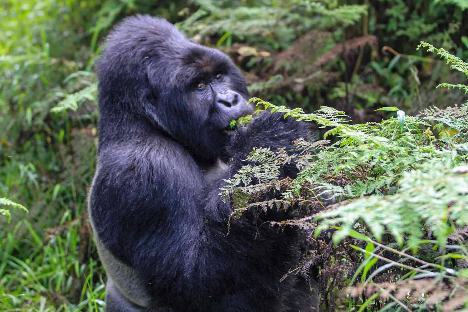 gorilla safaris - uganda and randa gorilla treks - mountain gorillas east Africa