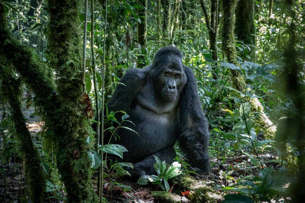 Gorilla tours in Uganda and Rwanda