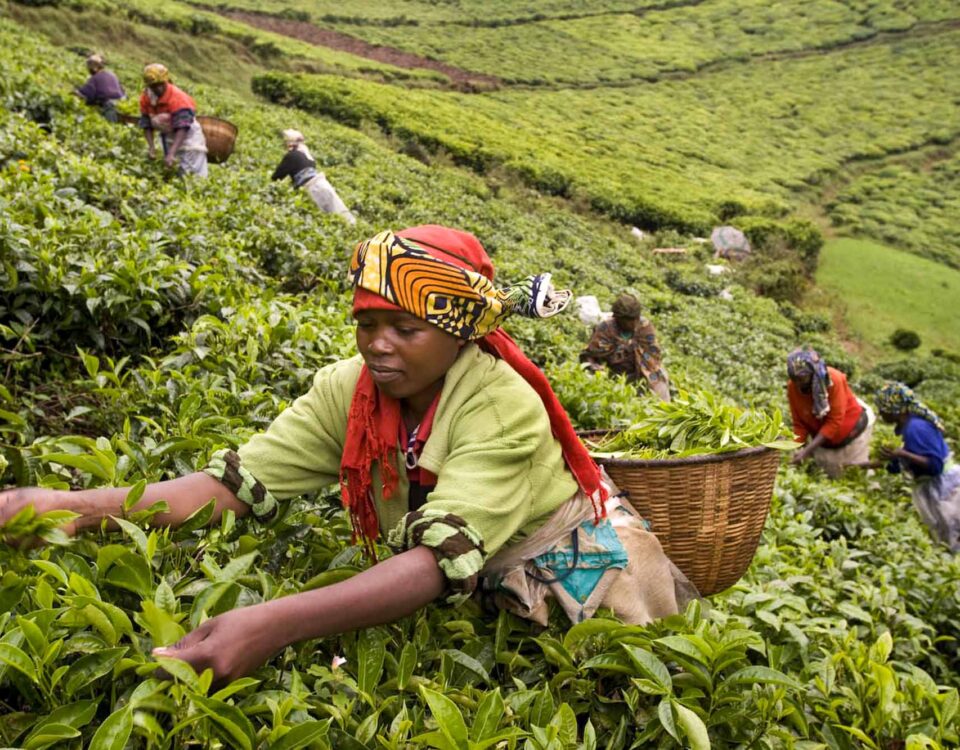 Tea experience is one of the Top 5 Must Have Experiences in Rwanda