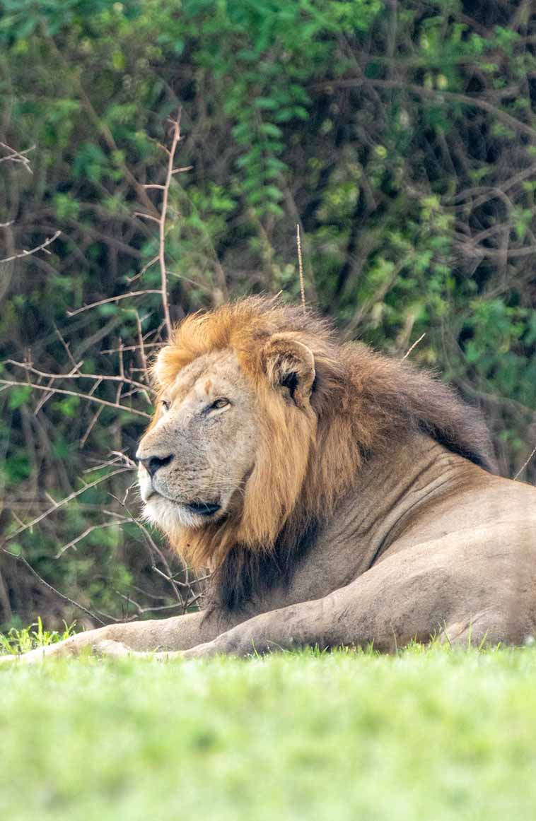 Queen Elizabeth National Park - wildlife safaris in Uganda