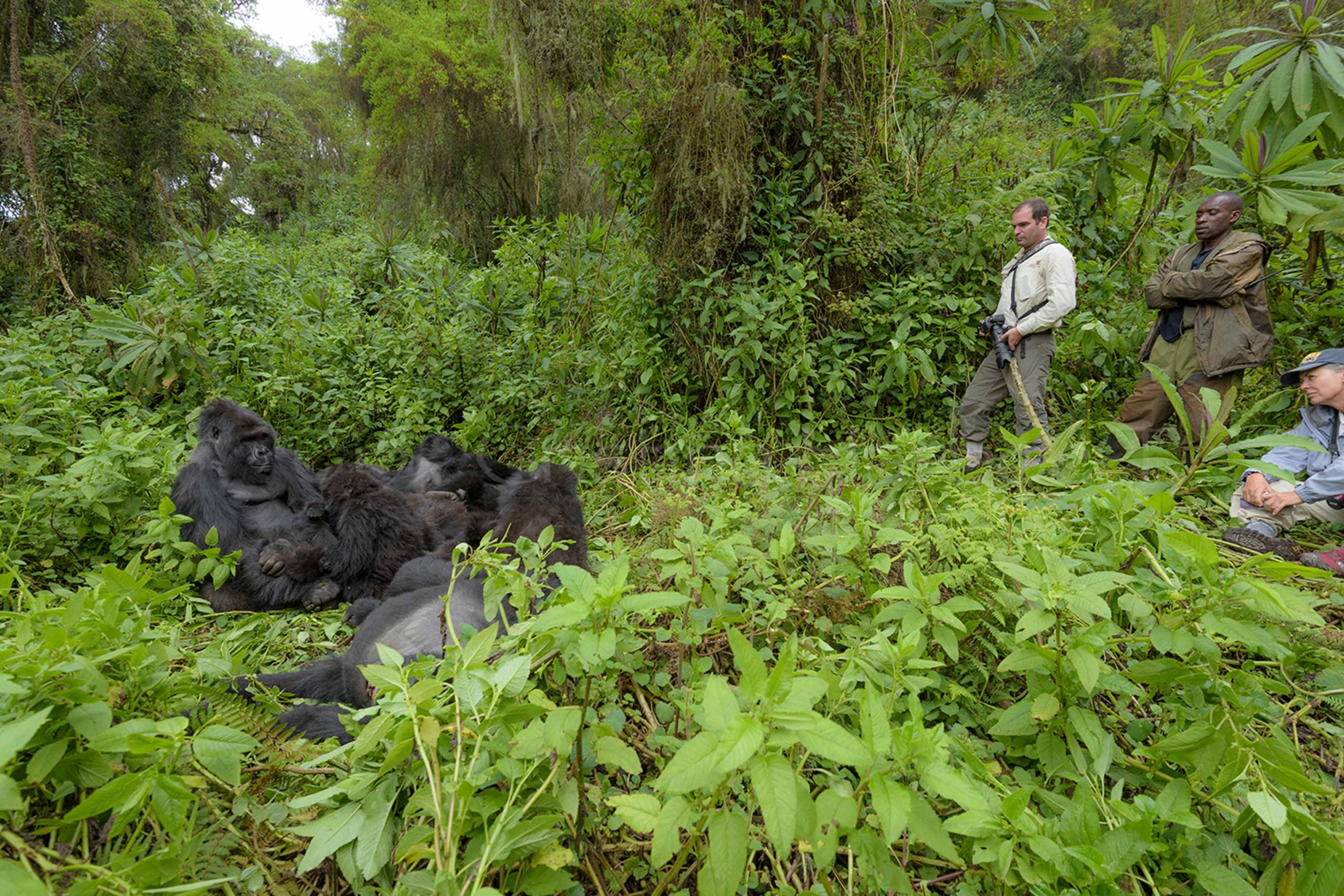 mountain gorilla trekking in Rwanda volcanoes national park