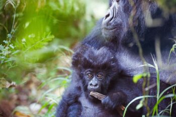 Gorilla trekking in Mgahinga national park